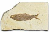 Detailed Fossil Fish (Knightia) - Wyoming #348049-1